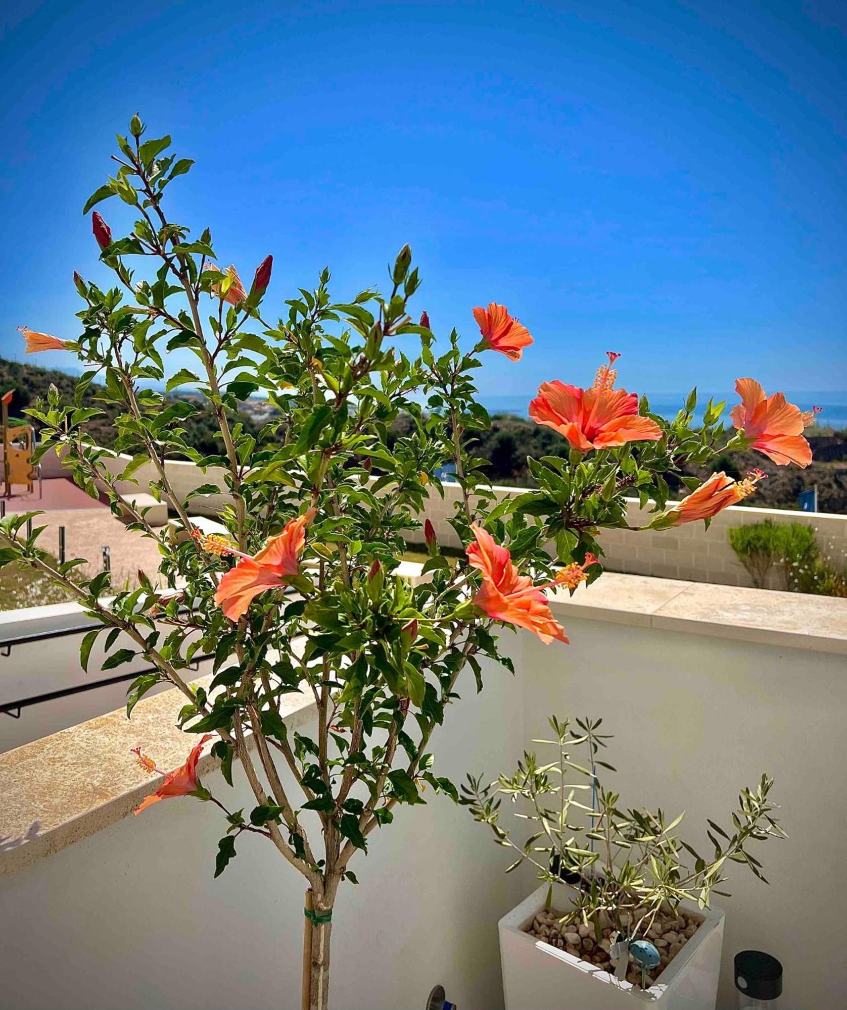 Rincon Idilia Apartment Rincon de la Victoria Exterior photo
